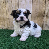 Valentino Male Biewer Terrier $2800