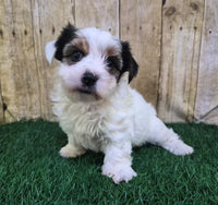 Chanel Female Biewer Terrier $3500