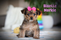 Binette Female Morkie $1200
