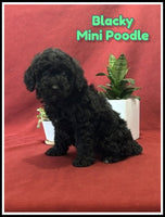 Blacky Male AKC Mini Poodle $800