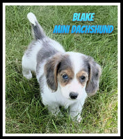 Blake Male AKC Mini Dachshund $2200