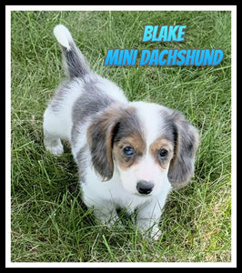 Mini Dachshund