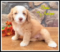 Blondie Female Toy Aussiepoo $795