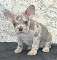 Birdie Female AKC French Bulldog $1500