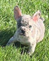 Birdie Female AKC French Bulldog $1500