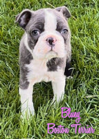 Bluey Female AKC Boston Terrier $950