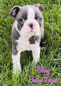 Boston Terrier