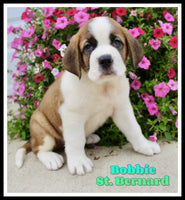Bobbie Male AKC Saint Bernard $1350