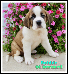 Saint Bernard