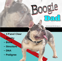 Lucy Female AKC French Bulldog $2500