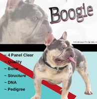 Zola Female French Bulldog $1950