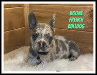 Boone Male AKC French Bulldog $3300