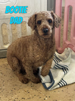 Rosie Female AKC Mini Poodle $600