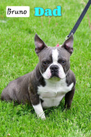 Betty Female AKC Boston Terrier $750