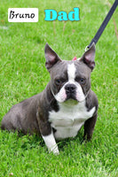 Brody Male AKC Boston Terrier $850