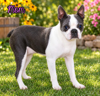 Crystal Female Boston Terrier $1000
