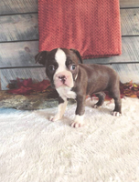 Marley Female Boston Terrier $1500