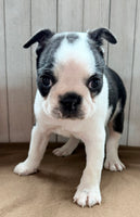 Crystal Female Boston Terrier $1000