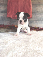 Marshall Male Boston Terrier $1500