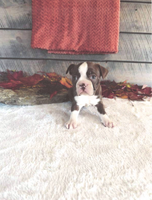 Marley Female Boston Terrier $1500