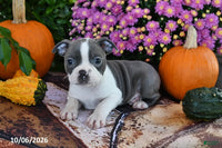 Parker Male Boston Terrier $750