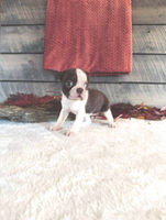 Millie Female Boston Terrier $1500