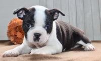 Chester Male Boston Terrier $1000
