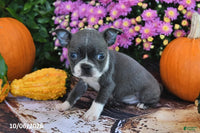 Theo Male Boston Terrier $750