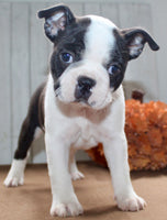 Chester Male Boston Terrier $1000