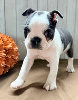 Crystal Female Boston Terrier $1000