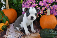 Preston Male Boston Terrier $750