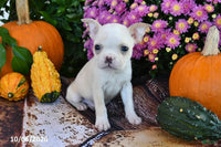 Taz Male Boston Terrier $550