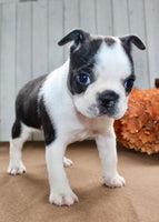 Crystal Female Boston Terrier $1000