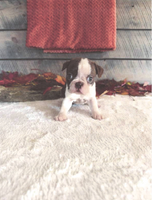 Millie Female Boston Terrier $1500
