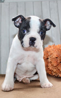 Chester Male Boston Terrier $1000