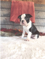 Marshall Male Boston Terrier $1500