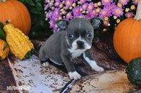 Theo Male Boston Terrier $750