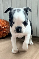Crystal Female Boston Terrier $1000