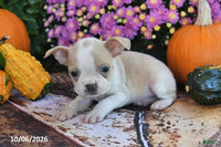 Taco Male Boston Terrier $550