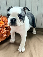 Crystal Female Boston Terrier $1000
