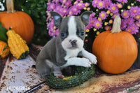 Tony Male Boston Terrier $750