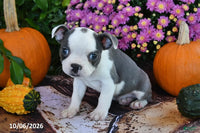 Preston Male Boston Terrier $750