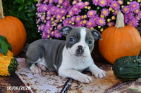 Parker Male Boston Terrier $750