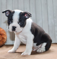 Chester Male Boston Terrier $1000