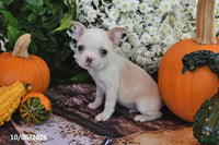 Taz Male Boston Terrier $550