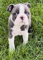 Boston Terrier