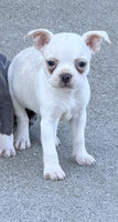 Boston Terrier