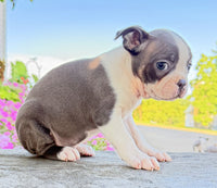 Boston Terrier