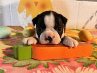 Betty Female AKC Boston Terrier $750