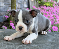 Boston Terrier